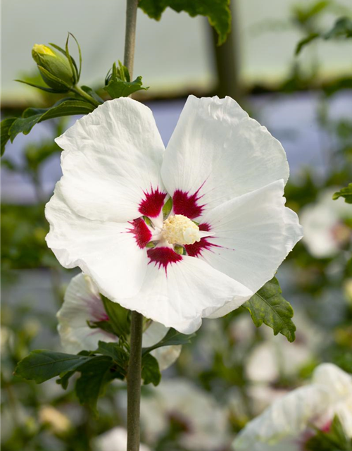 Hibiscus syriacus 'Red Heart'