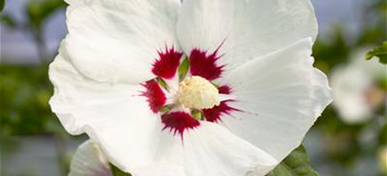 Hibiscus syriacus 'Red Heart'