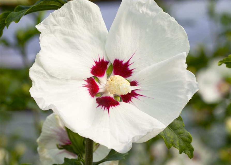 Hibiscus syriacus 'Red Heart'