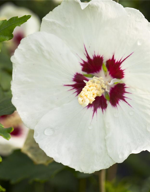 Hibiscus syriacus 'Red Heart'