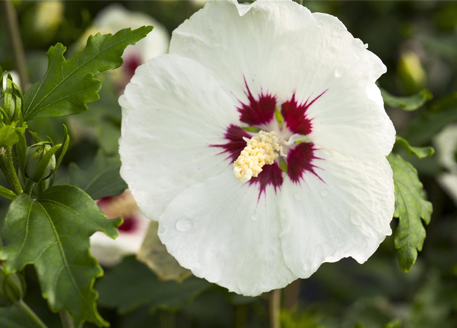 Hibiscus syriacus 'Red Heart'