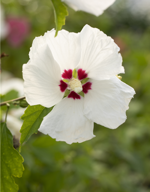 Hibiscus syriacus 'Red Heart'