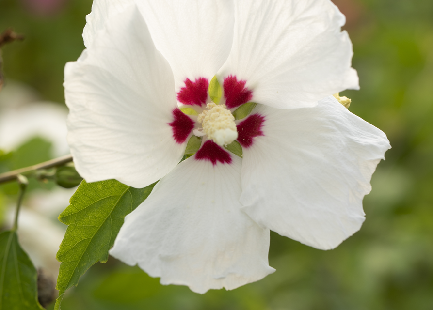 Hibiscus syriacus 'Red Heart'