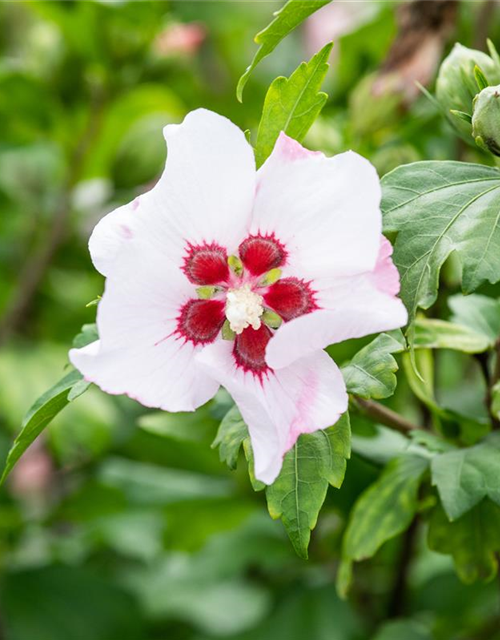 Hibiscus syriacus 'Red Heart'