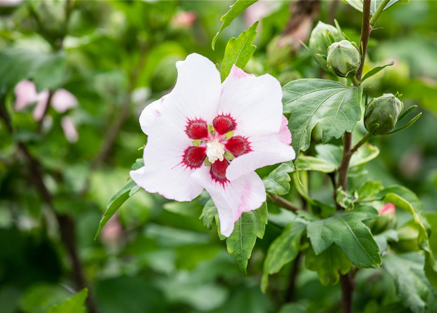 Hibiscus syriacus 'Red Heart'