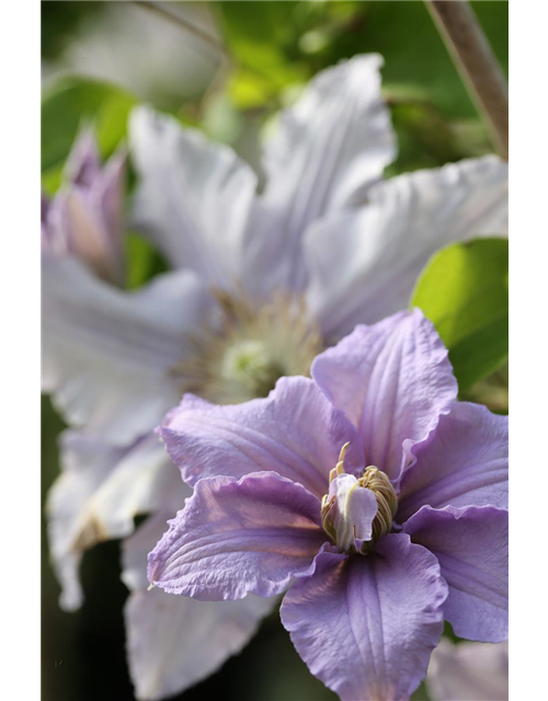 Clematis viticella 'Prince Charles'