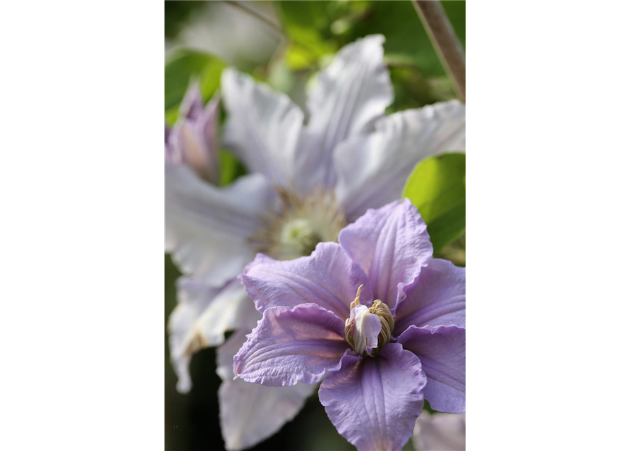 Clematis viticella 'Prince Charles'