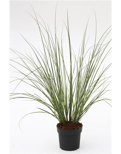 Cortaderia selloana 'Citaro'