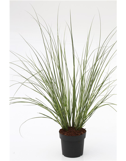 Cortaderia selloana 'Citaro'