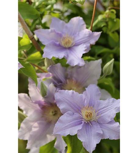 Clematis viticella 'Prince Charles'