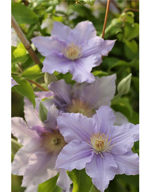 Clematis viticella 'Prince Charles'