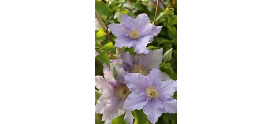 Clematis viticella 'Prince Charles'