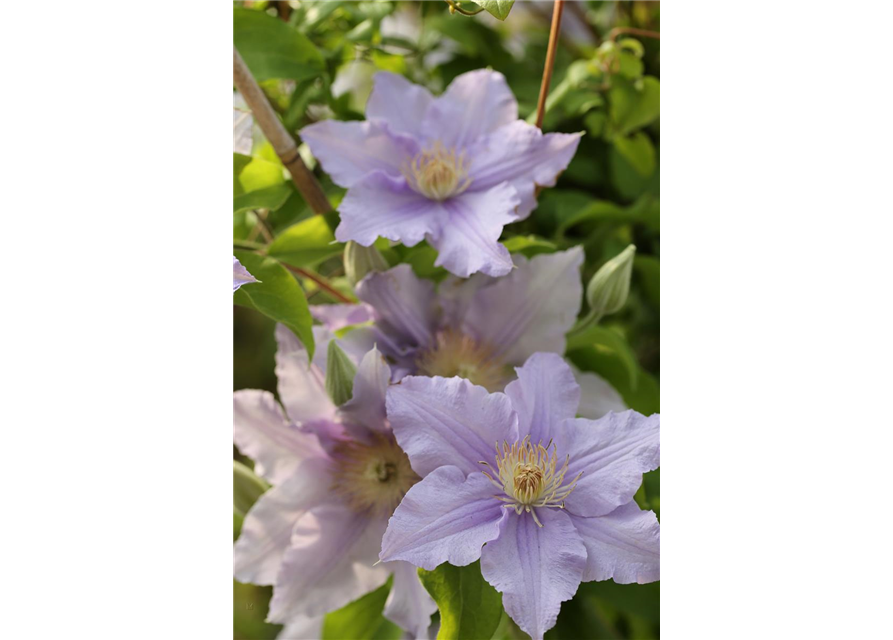 Clematis viticella 'Prince Charles'