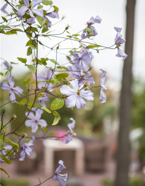 Clematis viticella 'Prince Charles'