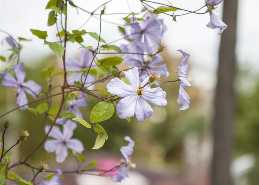 Clematis viticella 'Prince Charles'