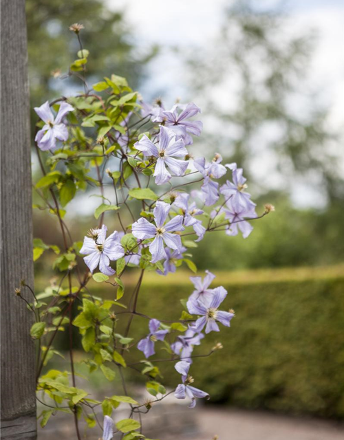 Clematis viticella 'Prince Charles'