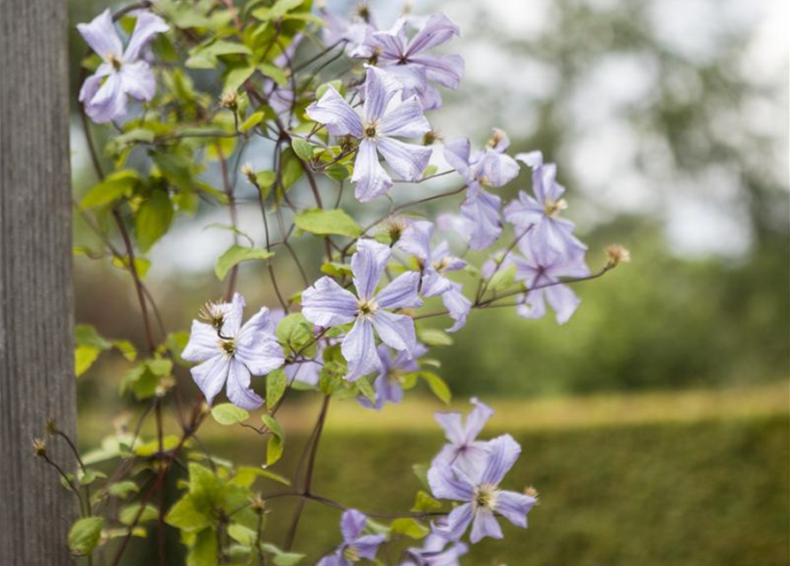 Clematis viticella 'Prince Charles'