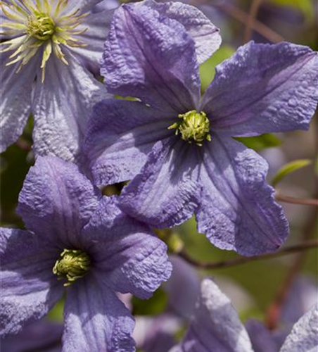 Clematis viticella 'Emilia Plater'