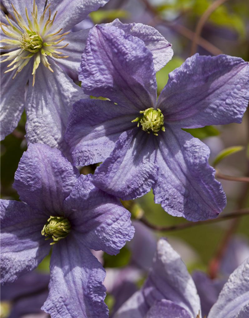 Clematis viticella 'Prince Charles'