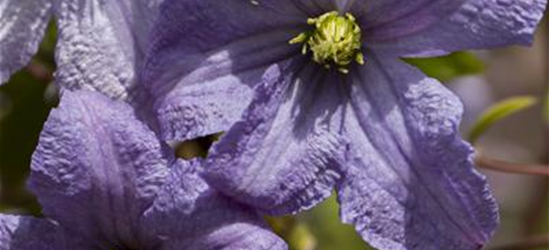 Clematis viticella 'Emilia Plater'