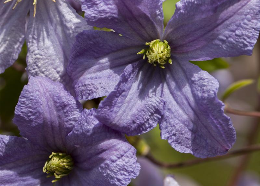 Clematis viticella 'Prince Charles'