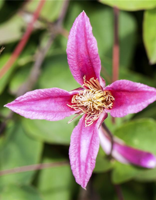 Clematis texensis 'Duchess of Albany'