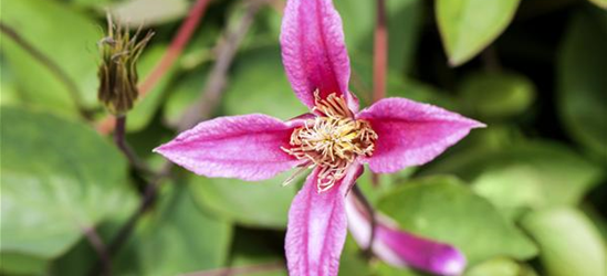 Clematis texensis 'Duchess of Albany'