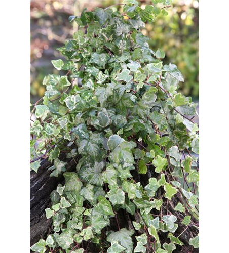 Hedera helix 'Kolibri'