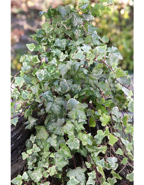 Hedera helix 'Kolibri'