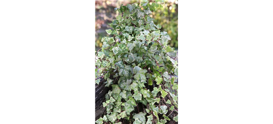 Hedera helix 'Kolibri'