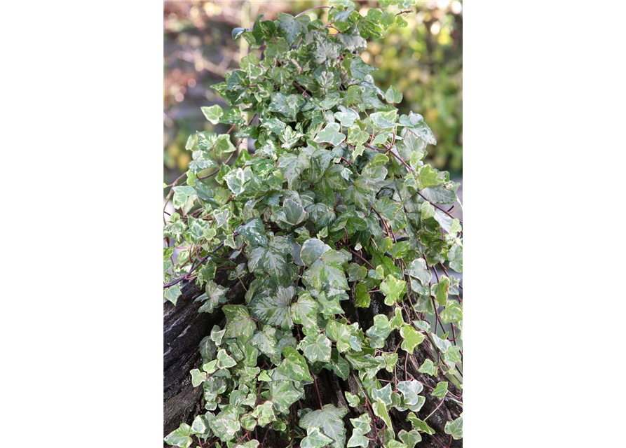 Hedera helix 'Kolibri'