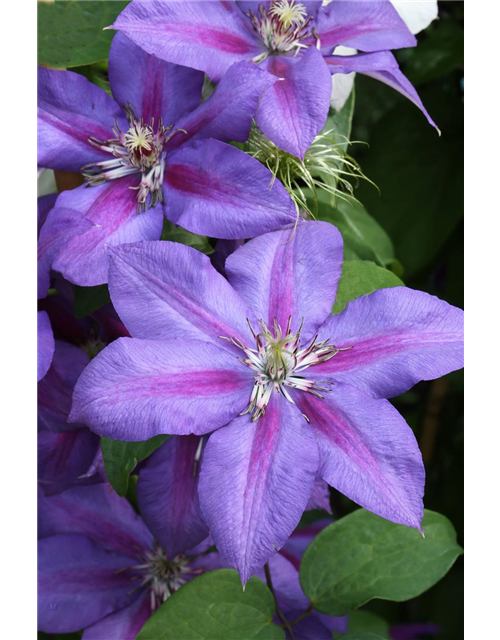 Clematis hybrida 'Mrs. N. Thompson'