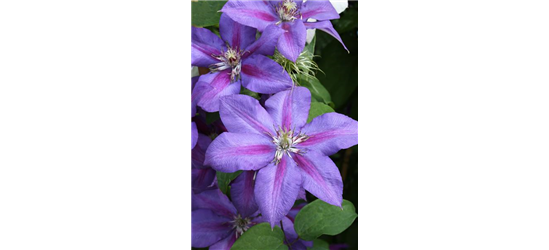 Clematis hybrida 'Mrs. N. Thompson'