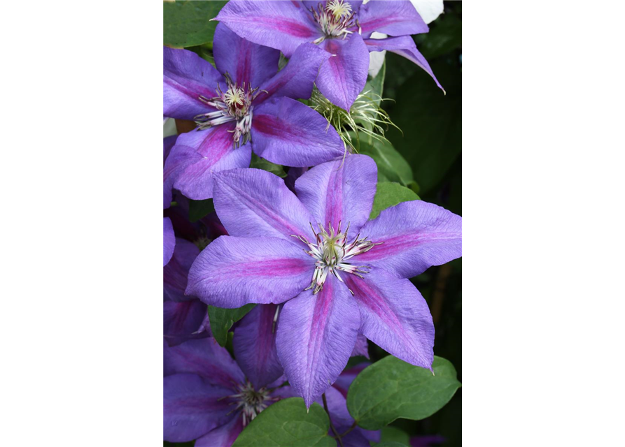 Clematis hybrida 'Mrs. N. Thompson'