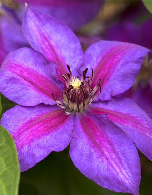 Clematis hybrida 'Mrs. N. Thompson'