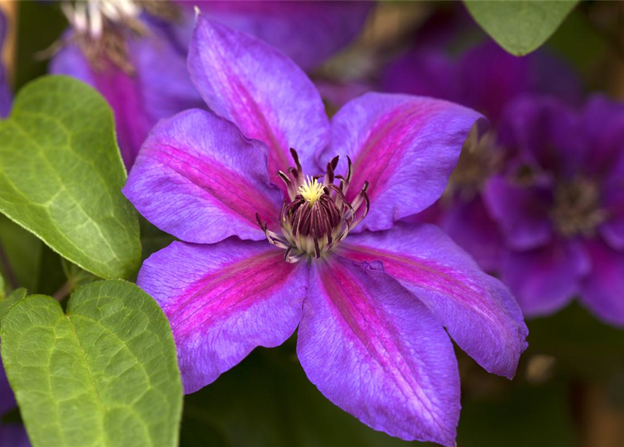 Clematis hybrida 'Mrs. N. Thompson'