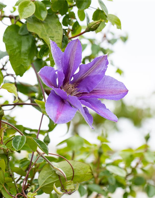 Clematis hybrida 'Mrs. N. Thompson'