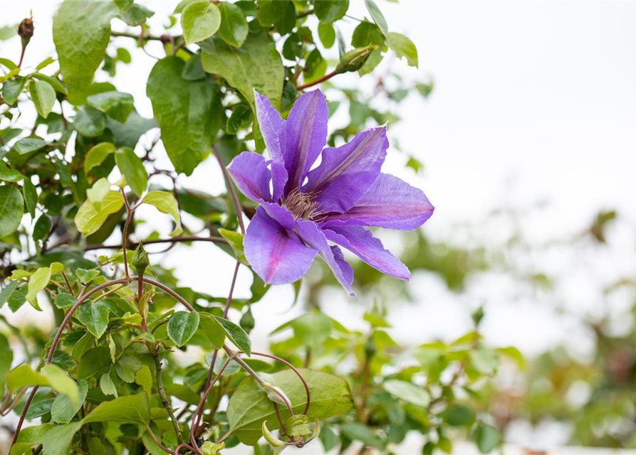 Clematis hybrida 'Mrs. N. Thompson'