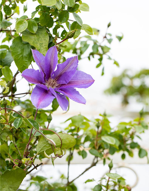 Clematis hybrida 'Mrs. N. Thompson'