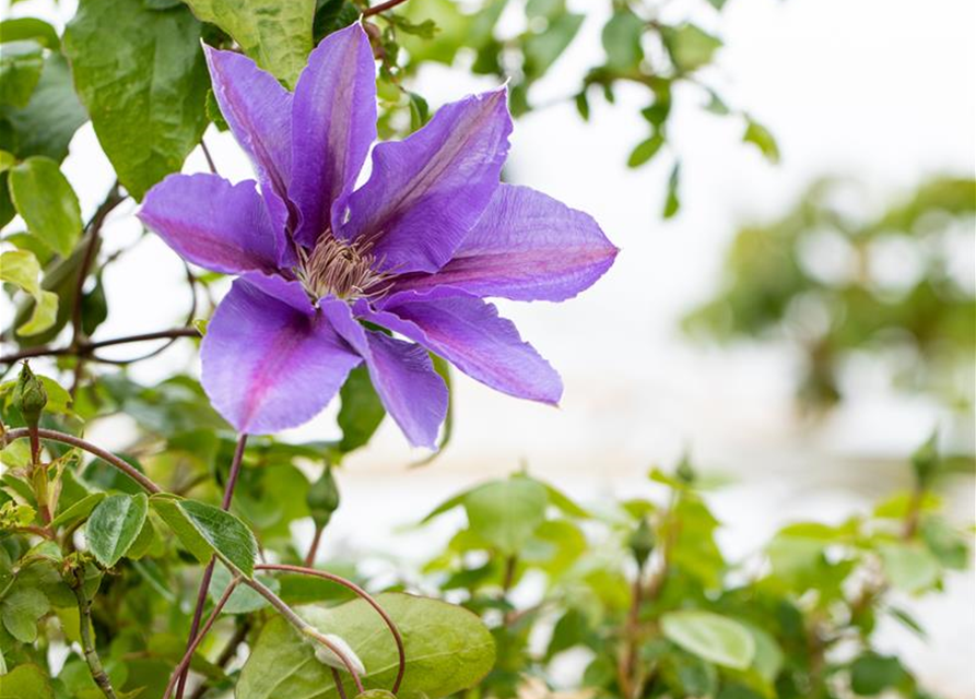 Clematis hybrida 'Mrs. N. Thompson'