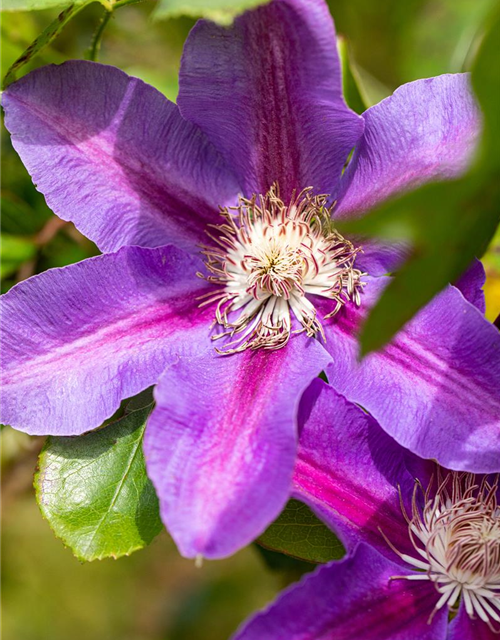 Clematis hybrida 'Mrs. N. Thompson'