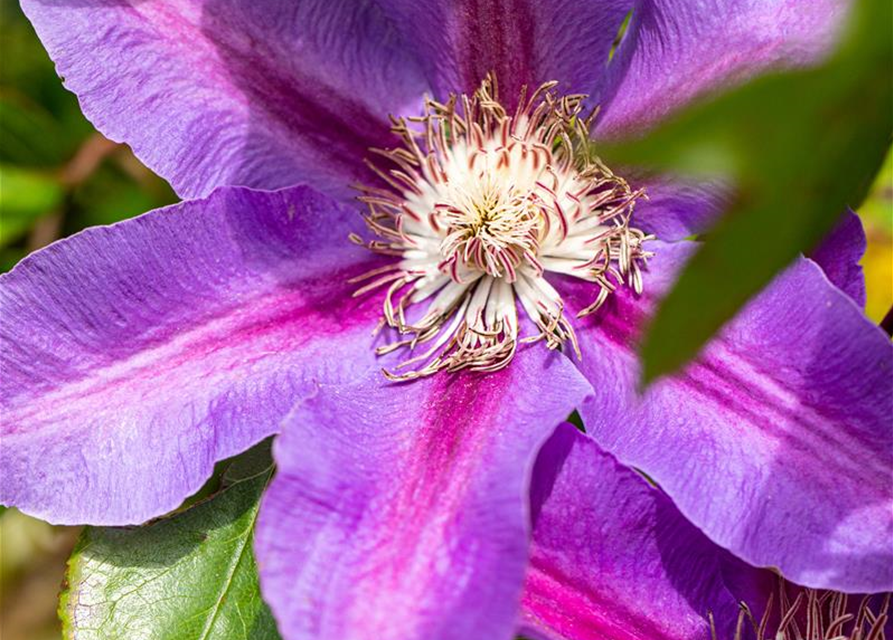 Clematis hybrida 'Mrs. N. Thompson'