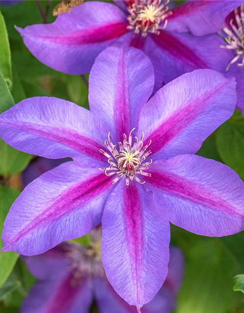 Clematis hybrida 'Mrs. N. Thompson'