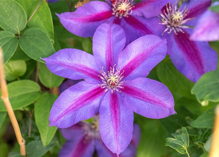 Clematis hybrida 'Mrs. N. Thompson'