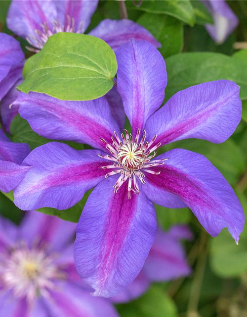 Clematis hybrida 'Mrs. N. Thompson'