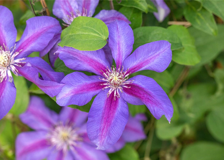 Clematis hybrida 'Mrs. N. Thompson'