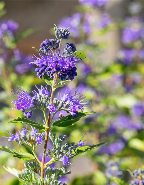 Caryopteris clandonensis 'Dark Knight'