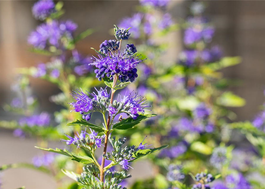 Caryopteris clandonensis 'Dark Knight'