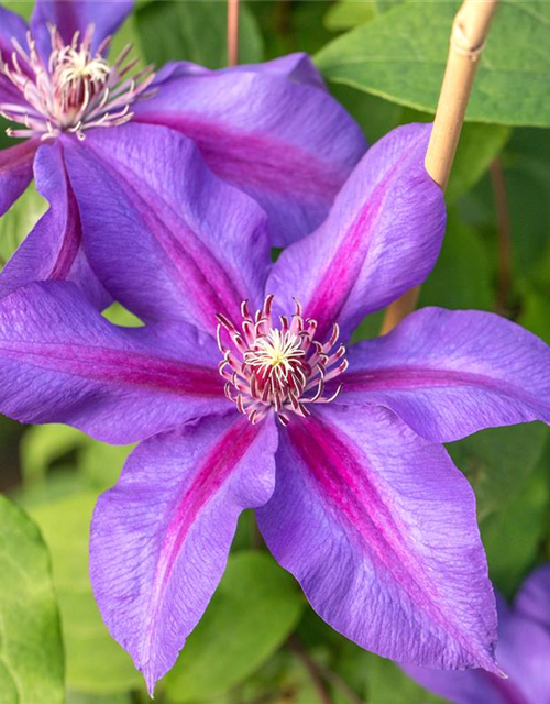 Clematis hybrida 'Mrs. N. Thompson'