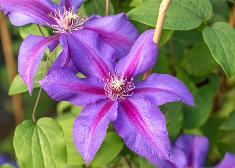 Clematis hybrida 'Mrs. N. Thompson'